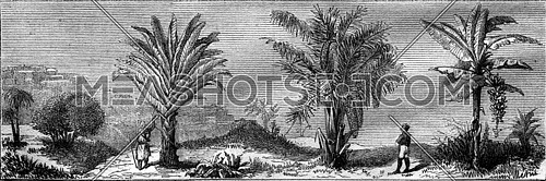 Model composition, the Travellers Tree, the Sago, the Banamer, vintage engraved illustration. Magasin Pittoresque 1877.