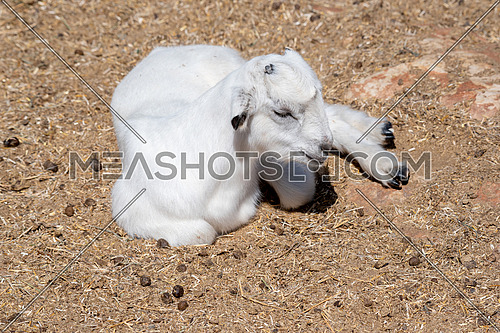 The domestic goat (Capra aegagrus hircus (Capra Domesticus) is a subspecies of goat domesticated from the wild goat of southwest Asia and Eastern Europe.