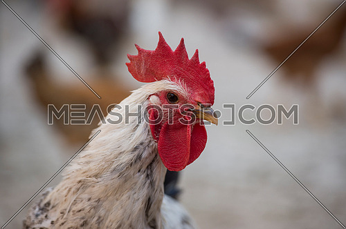 Rooster and chicken portrait