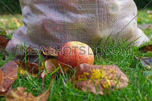 Autumn or fall seasonal concept with fallen apple and withered leaves on lush green grass in front of a rustic hessian sack outdoors in a garden