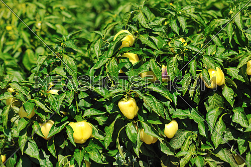 fresh organic food peppers in field agriculture background