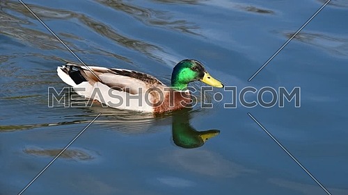 Cinemagraph of close up one male mallard duck swimming in blue rippled water of lake, river or pond, high angle view