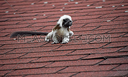 Close up portrait of one small cotton-top tamarin (Saguinus oedipus) monkey sitting on the roof and looking away, low angle view