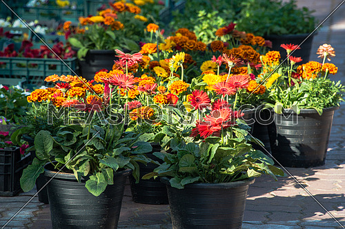 Flower pots in a street market