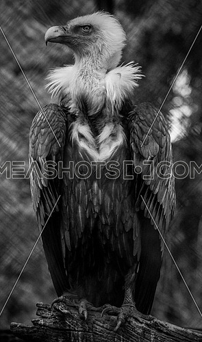 a griffon vulture in black and white