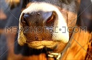 Cow chewing grass detail closeup