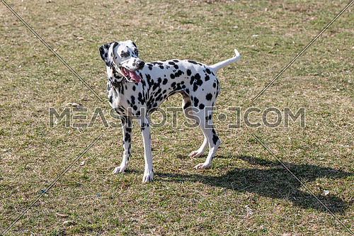 Adorable  Dalmatian dog outdoors in spring. Selective focus