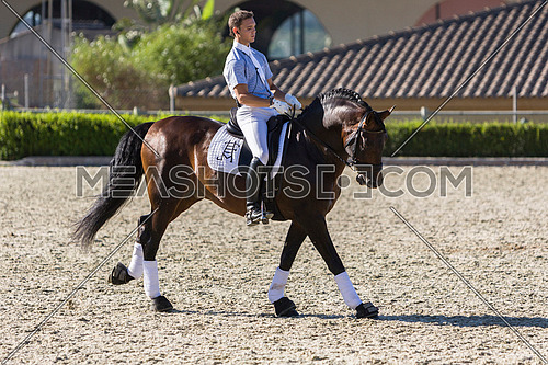 Spanish horse of pure race taking part during an exercise of equestrian morphology in Estepona, Malaga province, Andalusia, Spain
