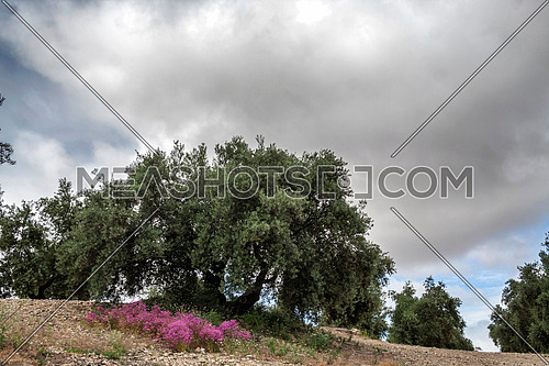 Olive tree in bloom during spring, Andalusia, Spain