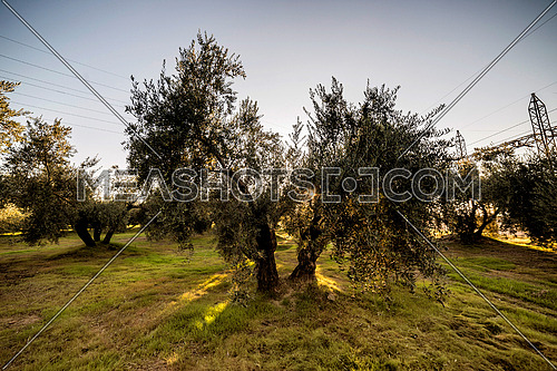 Olives on olive tree at sunset near Jaen, Spain
