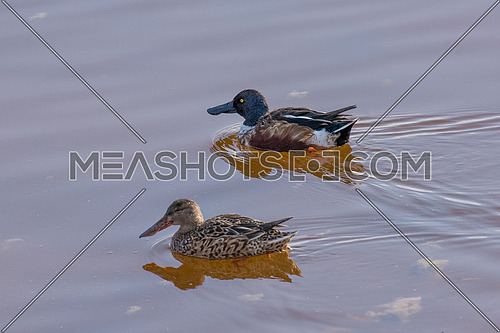 Northern shoveler (Anas clypeata) or shoveller can be recognised on its spatulate bill. It is a common and widespread duck. It breeds in northern areas of Europe and Asia and across most of North America