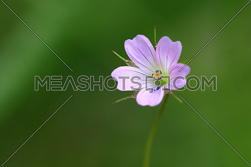 Tiny pink and purple flower on a green background