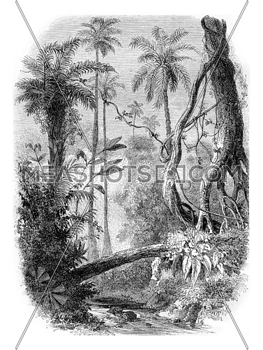 South America, vintage engraved illustration. Magasin Pittoresque 1857.