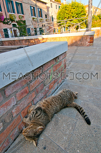 Venice Italy wild cat relaxing on the street