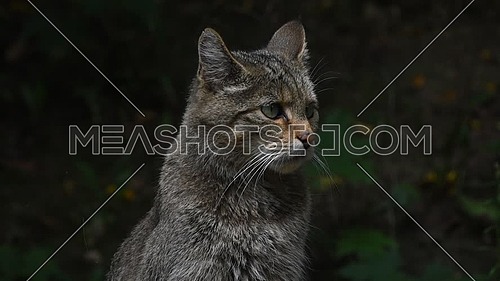 Close up side profile portrait of one European wildcat (Felis silvestris) looking away and turning head alerted, low angle view