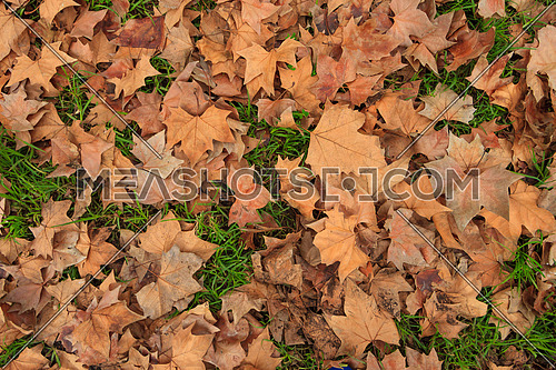 Dry Autumn leaves covering green grass