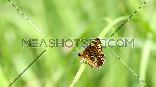 Black, orange and white butterfly on a strand of grass swinging in the wind 