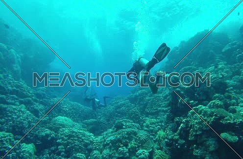 Follow shot for scuba divers and hard coral colony underwater at The Red Sea