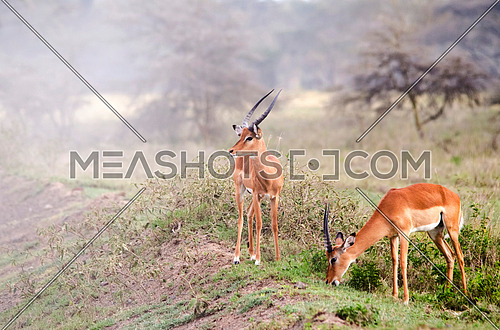 Antelope in a forest mist