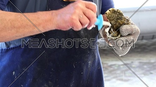 Man selling and opening fresh oysters with knife wearing protective metal gloves, at fishermen seafood market close up, personal perspective