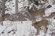 Various shots of deer foraging in the winter.