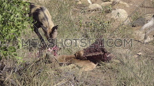 View of a Wild Dog chewing on an Impala