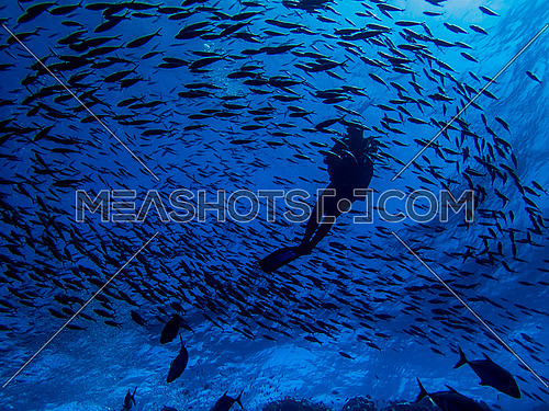 Diver surrounded with a school of fish