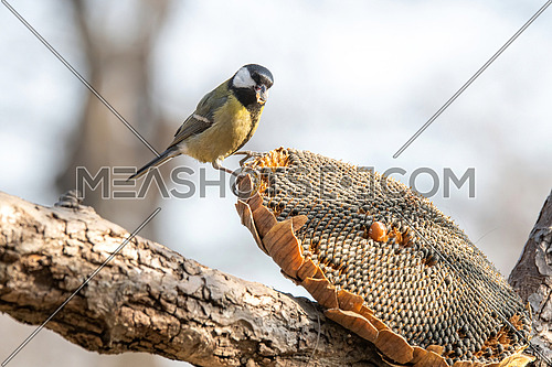 Great tit (Parus major) taking seeds from dry sunflower