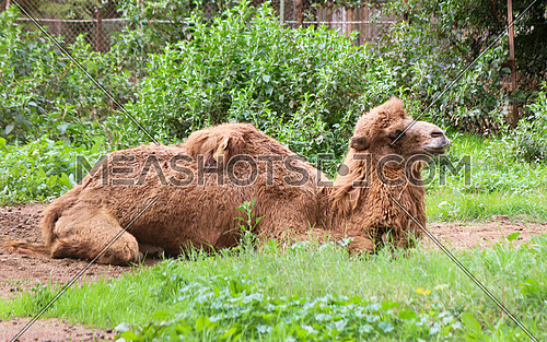 bacterian camel laying down in a green field