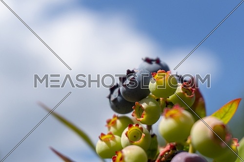 Ripening blueberrys in a cluster on a bush outdoors against a blue sunny sky with feathery white clouds with copy space