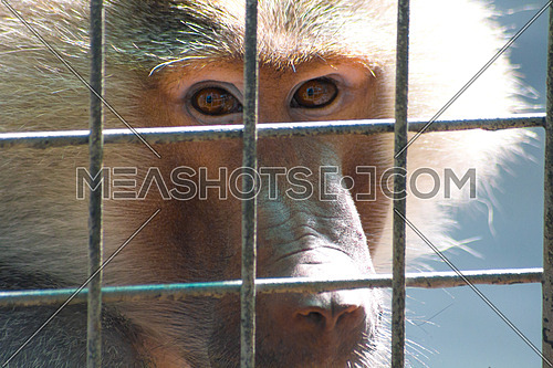 A monkey behind bars in a Dubai zoo