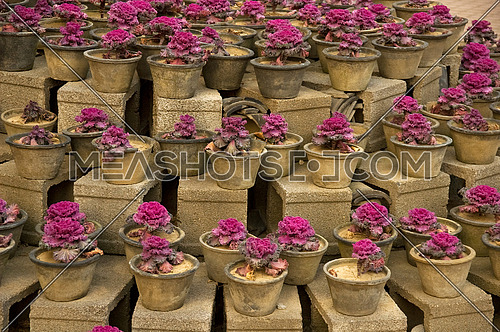 bounch of purple plants over concrete blocks