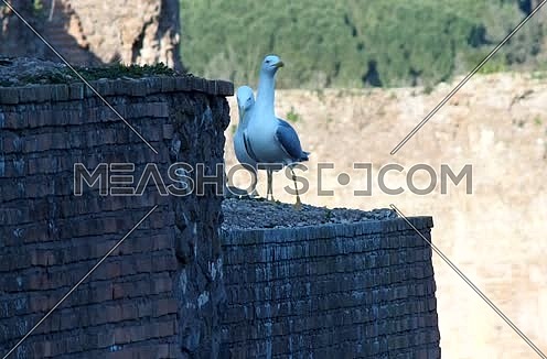 seagulls on the walls of the Baths of Caracalla in Rome