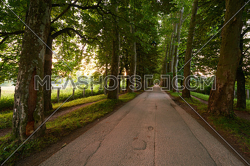 road with trees on fresh summer morning in beautiful  alley