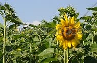 One open yellow sunflower flower head over background of green young fresh new sunflower buttons and buds in the field under clear blue sky
