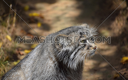 Close up side profile portrait of one cute Manul kitten (The Pallas's cat or Otocolobus manul) looking away, low angle view