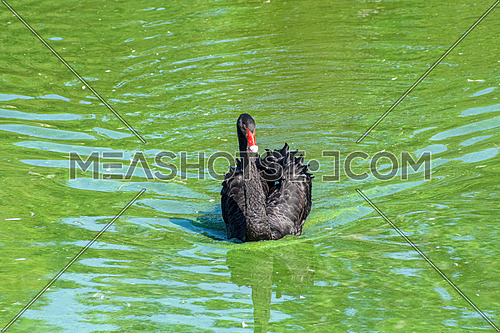 Gorgeous black swan with a red beak swimming in a pond.