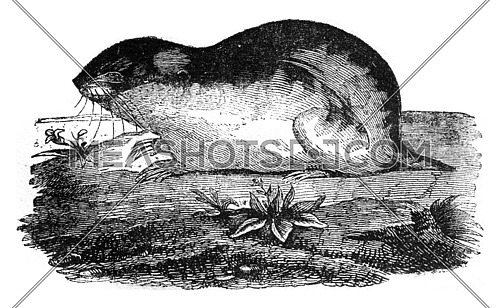 Lemming, vintage engraved illustration. Magasin Pittoresque 1841.