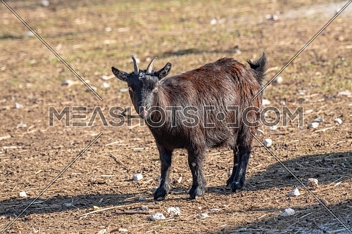 Portrait of African pygmy goat on the farm. Nature and wildlife photo