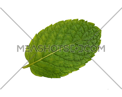 Close up one fresh green mint leaf isolated on white background, elevated top view, directly above