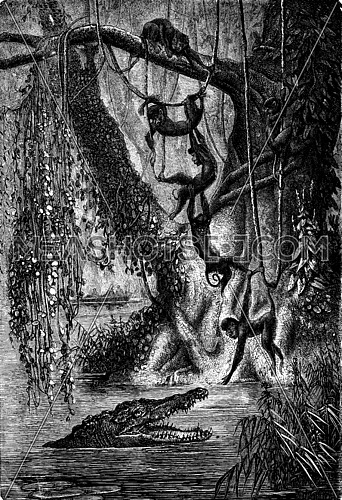 The spider monkeys. Gators await the right moment to snap the last, vintage engraved illustration. Journal des Voyages, Travel Journal, (1880-81).