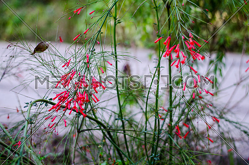 small bell flowers in red
