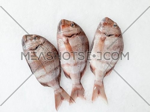 Three snapper sea fish resting on the ice, view from above
