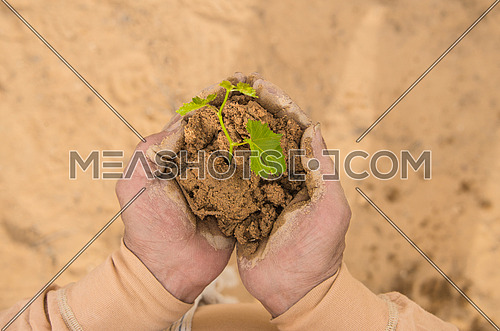 A close up on a farmer hand holding a plant in clay soil representing growth concept