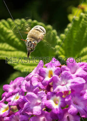 a Bee flying over purple flowers