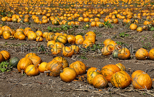 Field of ripe pumpkins growing, ready to harvest in autumn season, high angle view