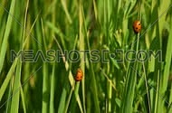 Two red lady bugs in high green grass waving and balancing in the wind, bright sunny day