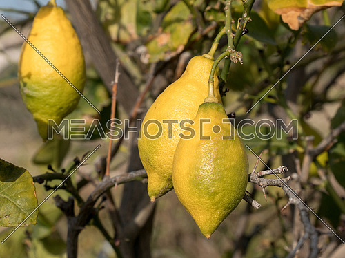 Lemon. Ripe Lemons hanging on a lemon tree. Growing Lemon