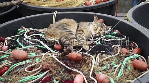 Huge plastic basket containing fishing nets at the port, above the nets a small gray cat half asleep.