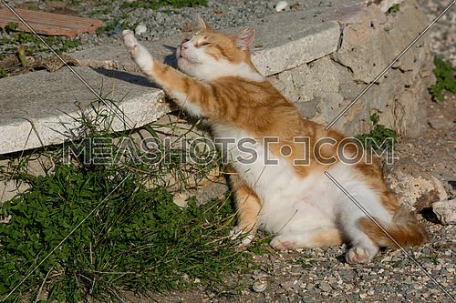 Portrait of beautiful ginger cat on asphalt. Red cat. Red-headed cat.